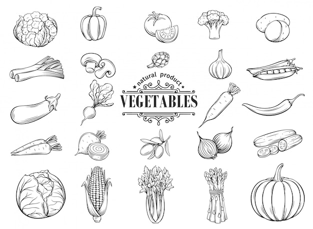 Vector hand drawn vegetables icons set. decorative