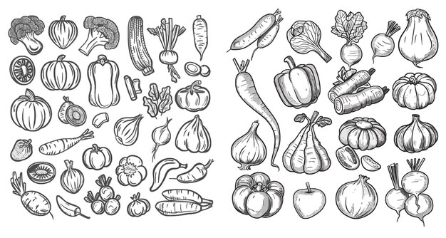 Vector hand drawn vegetables