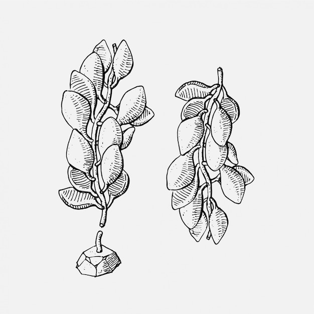 Hand drawn vine in vintage style illustration