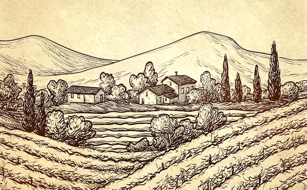 Vector hand drawn vineyard landscape