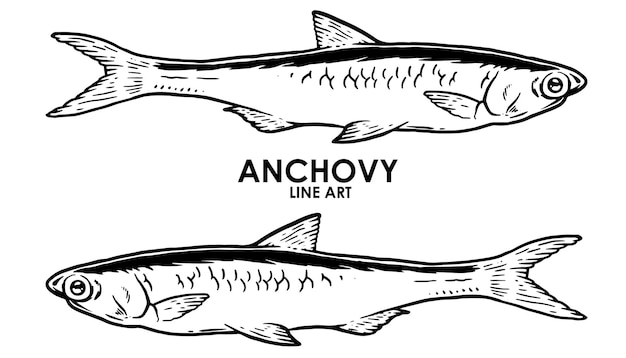 Vector hand drawn vintage anchovy premium vector