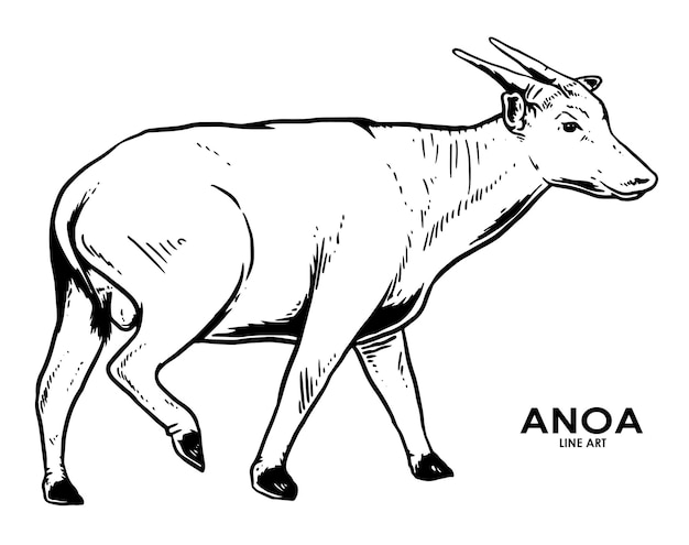 손으로 그린 빈티지 Anoa 프리미엄 벡터