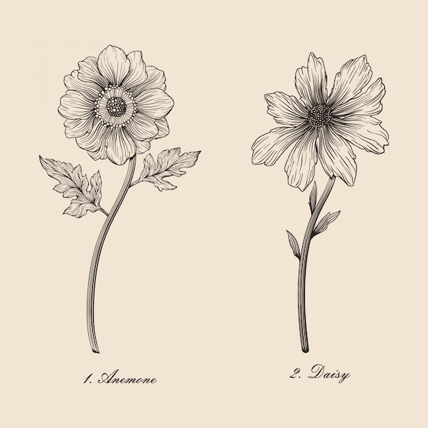 Hand drawn vintage beautiful botanical flower anemone and daisy vector illustration set