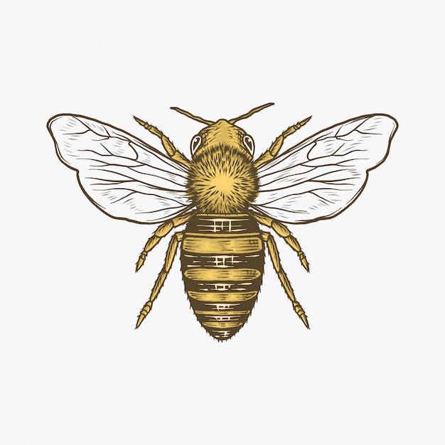 Vector hand drawn vintage bee