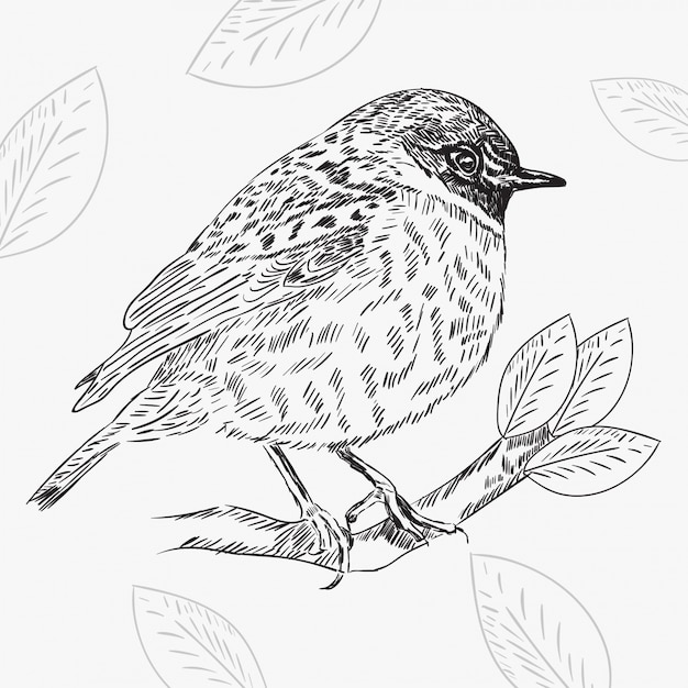 Hand drawn vintage bird illustration