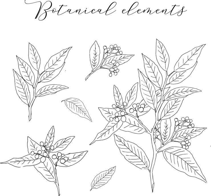 Vector hand drawn vintage botanical element