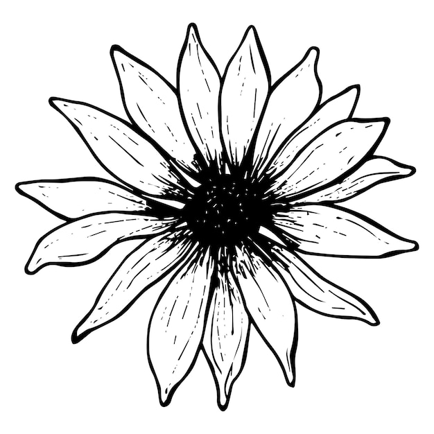 Vector hand drawn vintage daisy