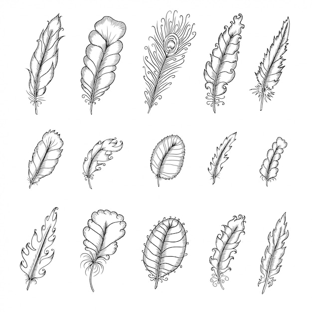 Hand drawn vintage feathers set. Pen graphic vector illustration.