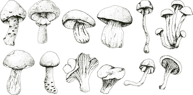Hand drawn vintage mushrooms Edible mushrooms vector background