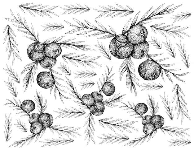 Hand Drawn Wallpaper of Juniper Berries on White Background