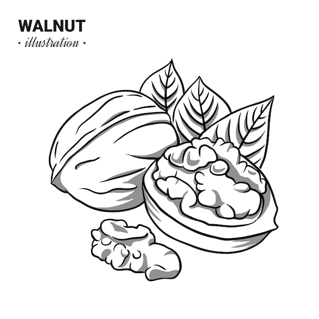 Hand drawn walnut in sketch style illustration