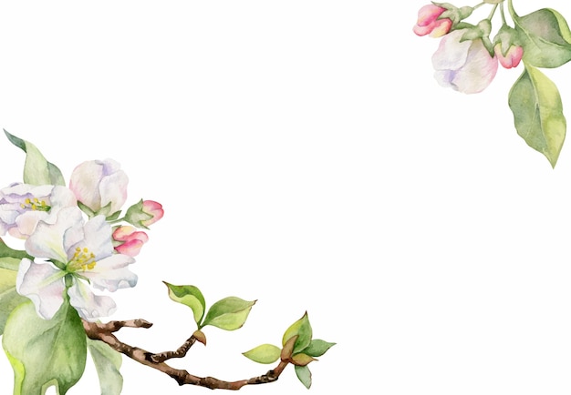 hand drawn watercolor apple blossom white and pink flowers with green leaves square frame composition isolated object on white background design for wall art wedding print fabric cover card