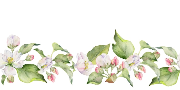 Hand drawn watercolor apple flowers and leaves white pink and green Seamless horizontal banner Isolated on white background Design for wall art wedding print fabric cover card