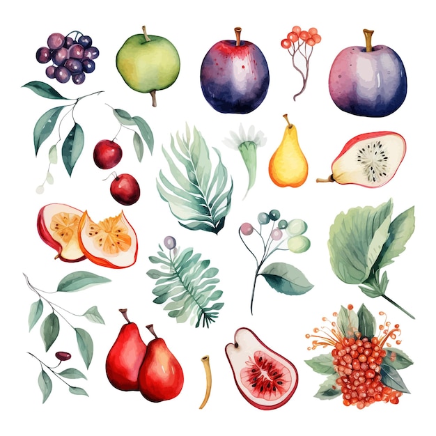 Vector hand drawn watercolor atemoya fruit with leaf clipart