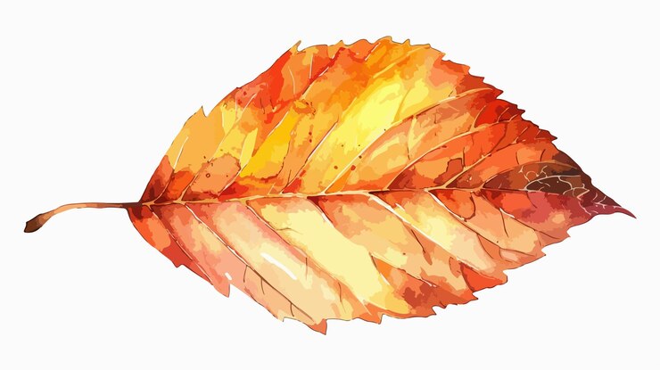 Vector hand drawn watercolor autumn leaf illustration