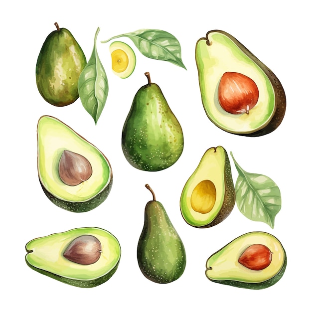 Hand drawn watercolor Avocado fruit with leaf clipart
