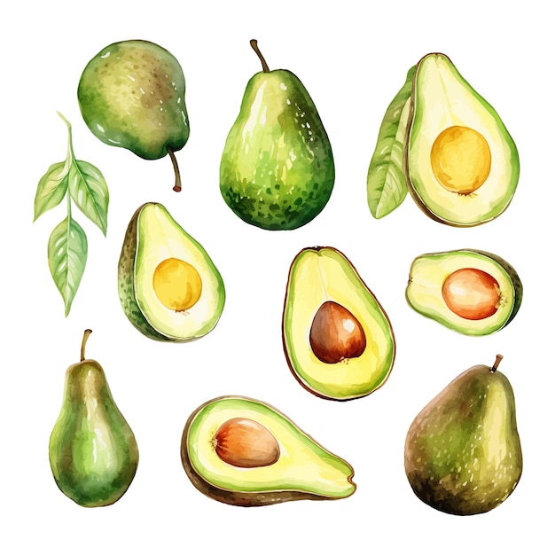 Hand drawn watercolor Avocado fruit with leaf clipart