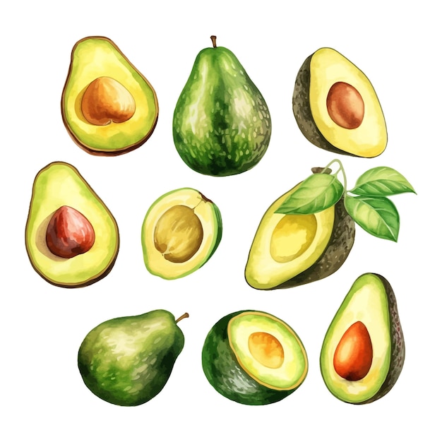 Frutta dell'avocado dell'acquerello disegnato a mano con clipart foglia