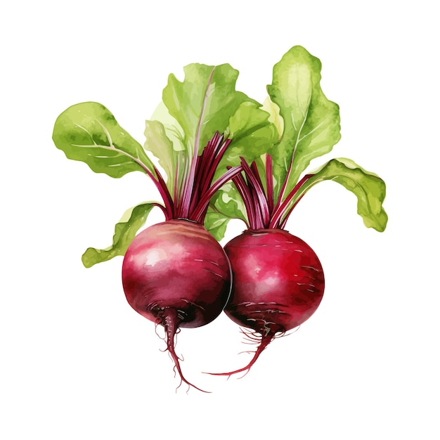 Hand drawn watercolor Beetroot clipart