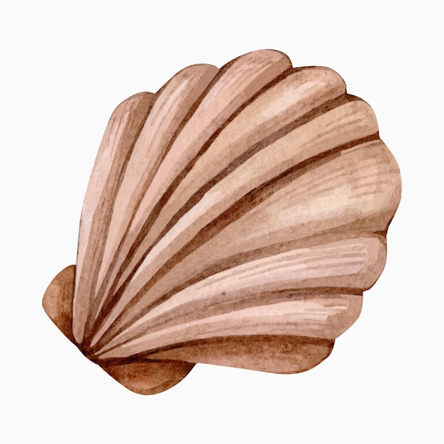 Hand Drawn Watercolor Beige Seashell Illustration isolated on white background Watercolour Scallop