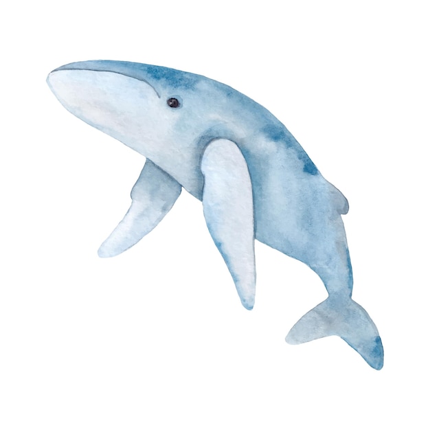 Hand drawn watercolor blue whale on a white background