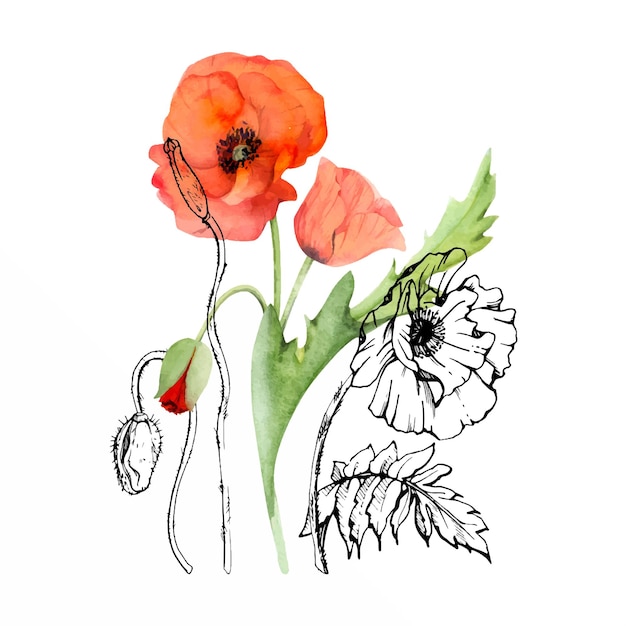 Vector hand drawn watercolor botanical illustration flowers leaves red poppy papaver stems buds seedpods