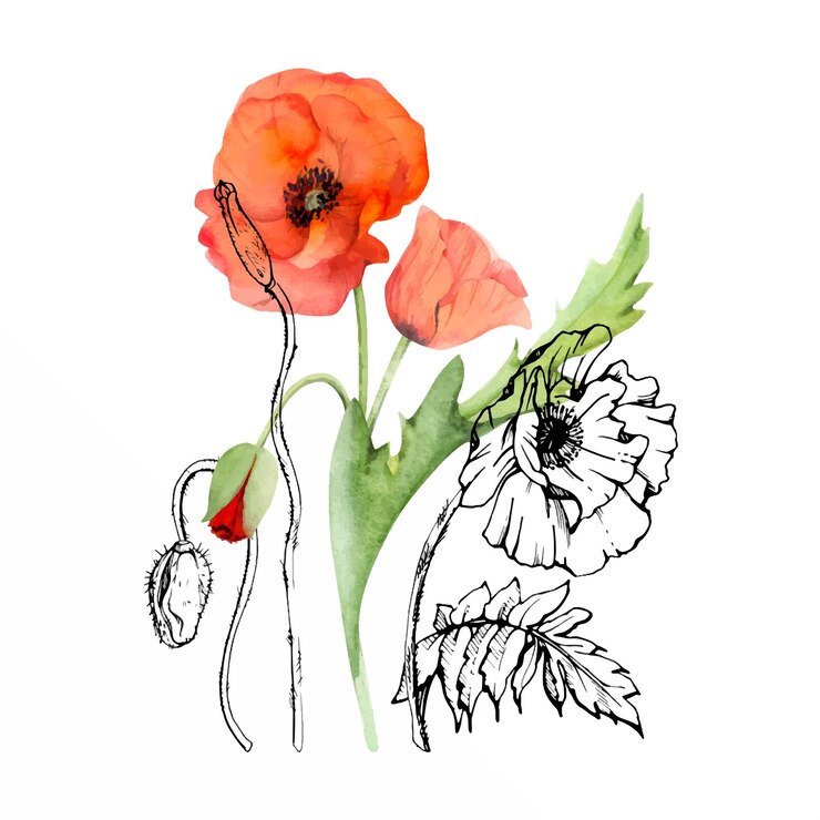 Vector hand drawn watercolor botanical illustration flowers leaves red poppy papaver stems buds seedpods