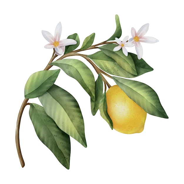 Vector hand drawn watercolor branch with lemons flowers and green leaves