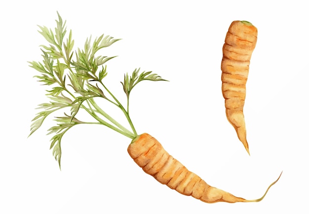 다이어트와 건강한 생활 방식을 위한 손으로 그린 수채색 당근 오렌지 야채 채식주의 요리 흰색 배경에 격리된 단일 개체 그림 포스터 인쇄 웹 사이트 카드 메뉴 디자인