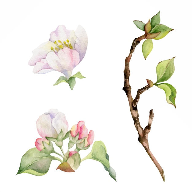 분기에 사과 꽃과 손으로 그린 수채화 구성 녹색 잎 흰색과 분홍색 꽃 흰색 배경에 고립 된 개체 벽 예술 웨딩 인쇄 패브릭 커버 카드 디자인