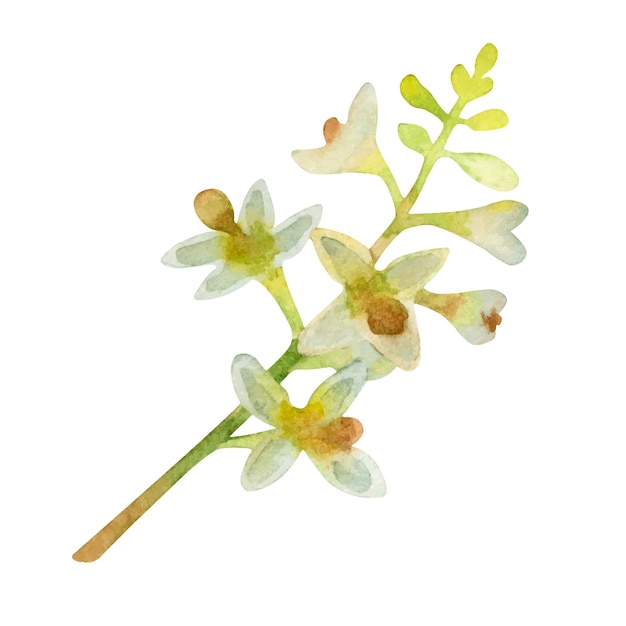 Вектор Ручная рисованная акварельная иллюстрация оливковых цветов на белом фоне
