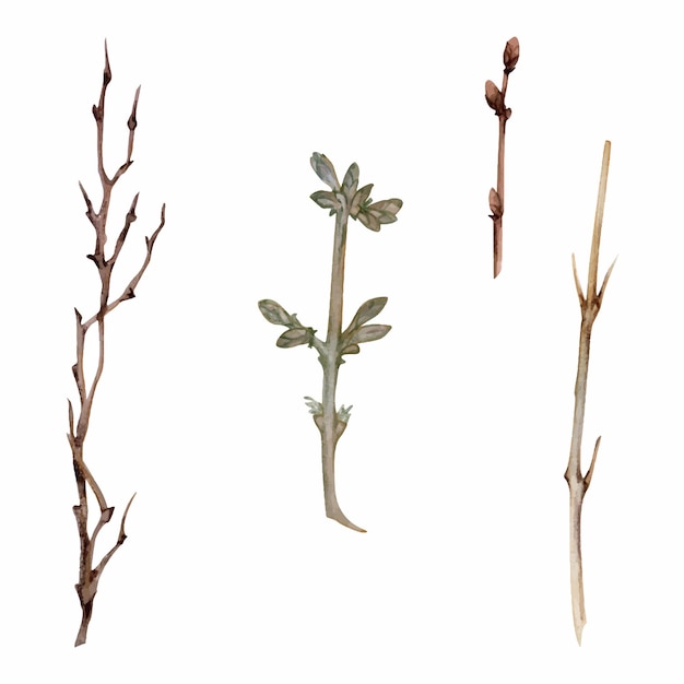 Hand drawn watercolor illustration shabby botanical tree bush shrub plant stem twig branch bud single object isolated white background design wedding stationery cards scrapbooking flower shop