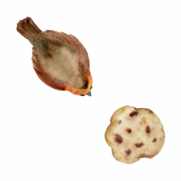 Hand drawn watercolor illustration winter redbreast robin bird and homemade baked chocolate chip shortbread cookie single object isolated on white background for shop logo print paper card