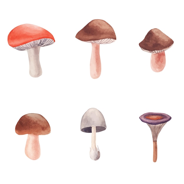hand drawn watercolor mushrooms set isolated on white background.