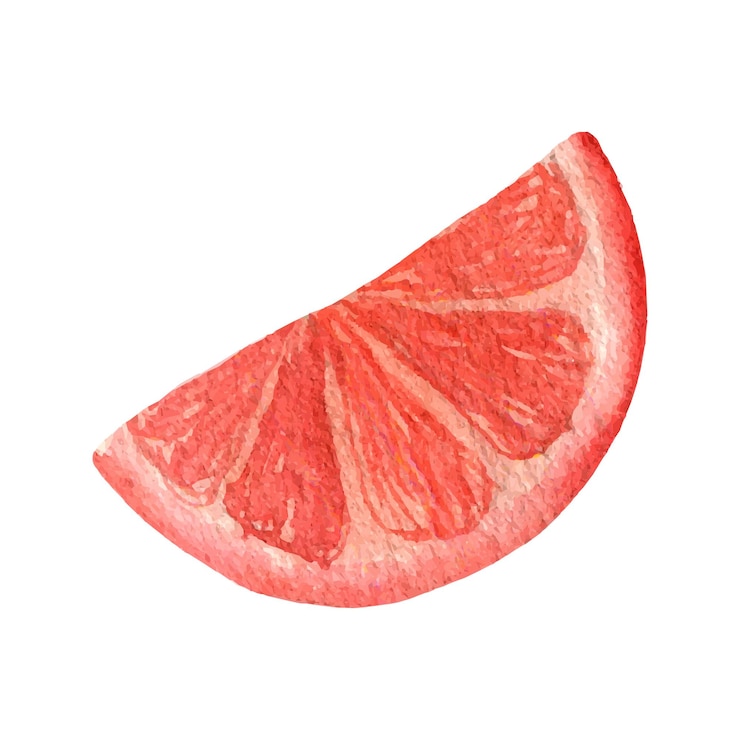 Vector hand drawn watercolor orange slice clipart cute watercolor illustration