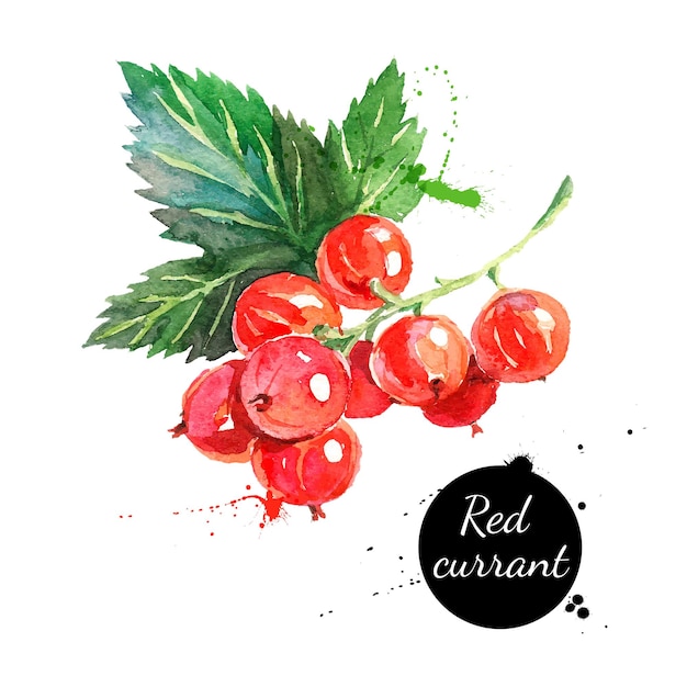 Ribes rosso dipinto ad acquerello disegnato a mano su sfondo bianco illustrazione vettoriale di frutti di bosco