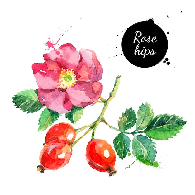 Dipinto ad acquerello disegnato a mano rosa canina su sfondo bianco illustrazione vettoriale di frutti di bosco