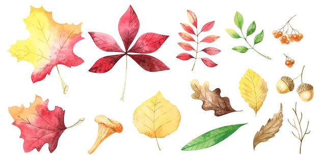 Vector hand drawn watercolor painting set of autumn bright colorful leavesx9