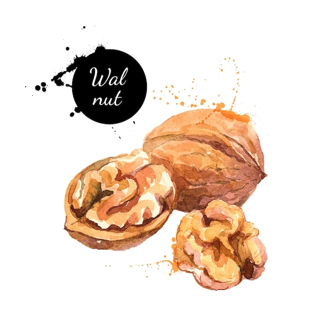 Hand drawn watercolor painting of walnut isolated on white background Vector llustration of nut for your design