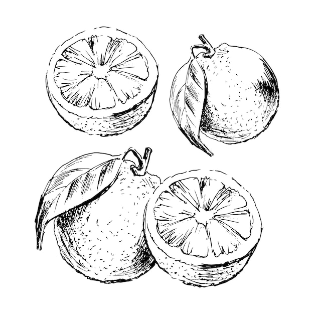 Pittura ad acquerello disegnato a mano su sfondo bianco. illustrazione di frutta arancione