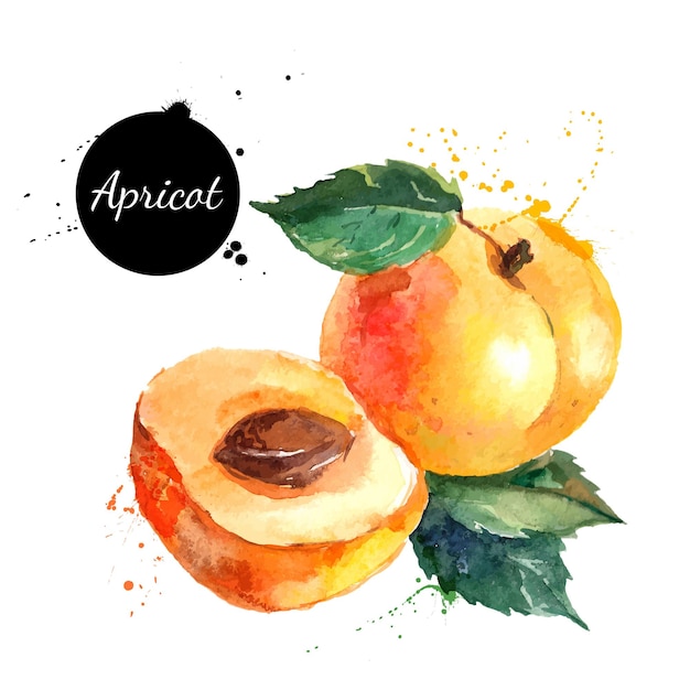 Vector hand drawn watercolor painting on white background vector illustration of fruit apricot