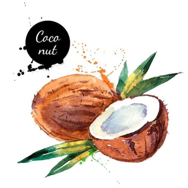 과일 코코넛의 흰색 배경 벡터 일러스트 레이 션에 손으로 그린 수채화 그림