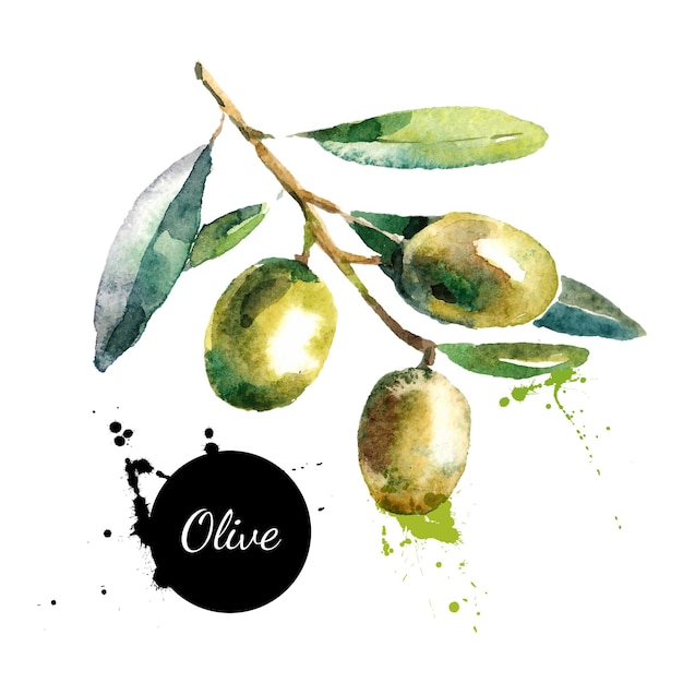 Pittura ad acquerello disegnata a mano su sfondo bianco illustrazione vettoriale di olive di frutta