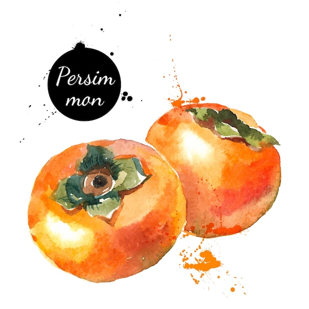 白い背景の手描きの水彩画フルーツ柿のベクトルイラスト