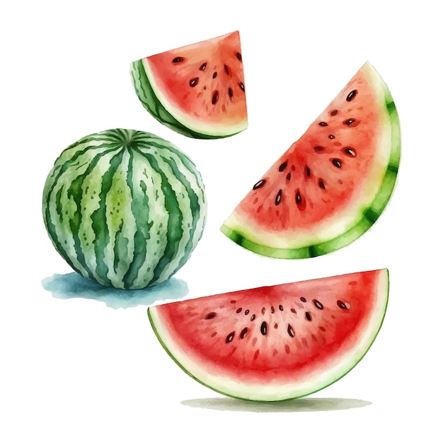 Hand drawn watercolor painting on white background vector illustration of fruit watermelon