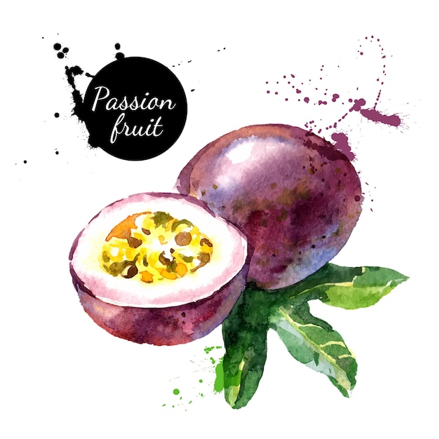 Hand drawn watercolor painting on white background vector illustration of passion fruit