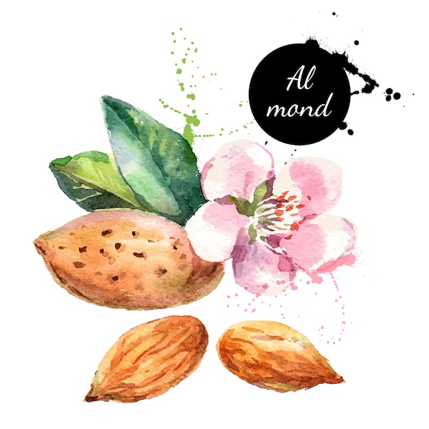 Hand drawn watercolor painting on white background Vector trace illustration of nut almond