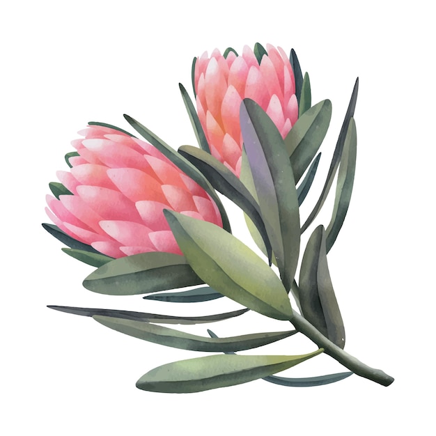 Vector hand drawn watercolor pink protea flowers, isolated illustration on a white background