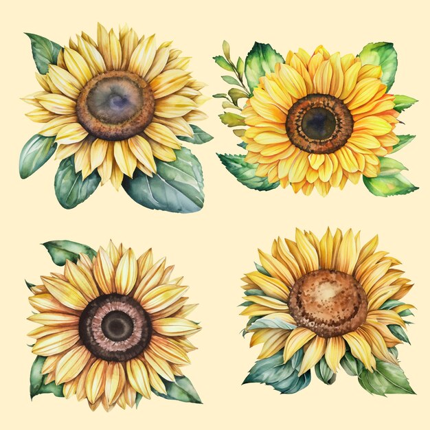 Vector hand drawn watercolor sunflowers