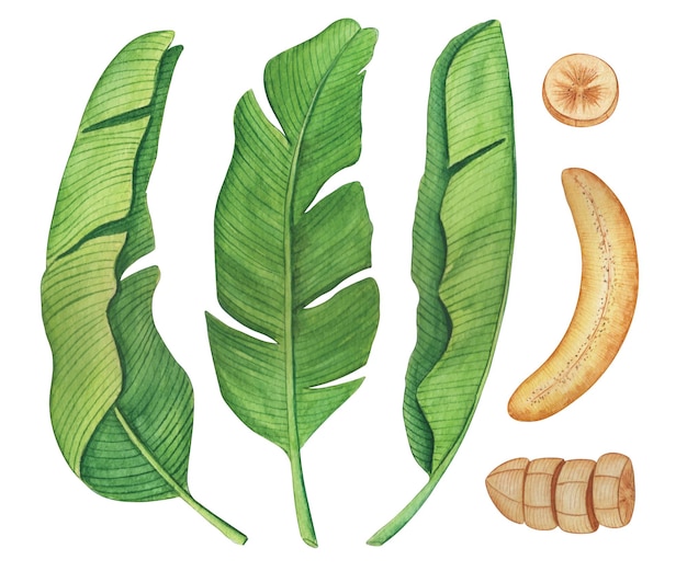 Вектор Ручной обращается акварель тропические банановые пальмовые листья и коллекция фруктов